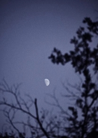 林中月亮图片